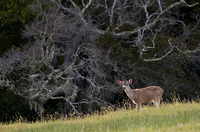 "Mule Deer Out in the Open"  Santa Cruz Mountains, California