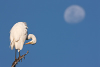 All Images and Content Copyright Gero Heine 2005-2010.  All Rights Reserved.