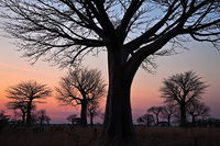 "Baobab Forest Sunset"     South Luangwa National Park, Zambia