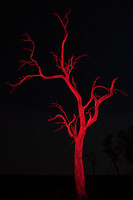 "Painted Leadwood" (Floodlit with Red Filter)     South Luangwa National Park, Zambia