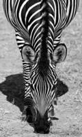 © All Images and Content Copyright Gero Heine 2005-2013.  All Rights Reserved.