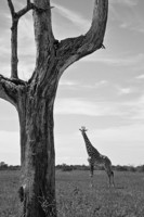 © All Images and Content Copyright Gero Heine 2005-2013.  All Rights Reserved.