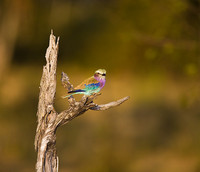 All Images and Content Copyright Gero Heine 2005-2010.  All Rights Reserved.