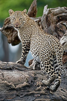 "Leopard on Fallen Tree"     Masai Mara Game Reserve, Kenya