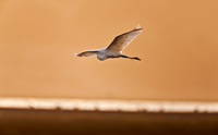 All Images and Content Copyright Gero Heine 2005-2010.  All Rights Reserved.