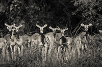 "Female Impalas"     South Luangwa National Park, Zambia