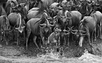 Timeless Wildlife (Black & White)