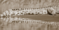 "Crocodile Tail I"     South Luangwa National Park, Zambia