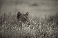 "Alert Lioness"     South Luangwa National Park, Zambia