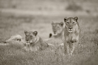 "Lionesses"     South Luangwa National Park, Zambia