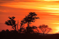 "Luangwa Afterglow"     South Luangwa National Park, Zambia