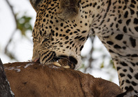 "Leopard Plucking Fur"     Londolozi Game Reserve, South Africa