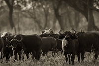 "Buffaloes at the Edge of the Forest"     South Luangwa National Park, Zambia