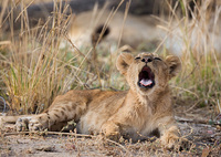 "Big Cat Yawn"     South Luangwa National Park, Zambia