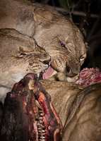 "Lion - Africa's Apex Predator"     South Luangwa National Park, Zambia