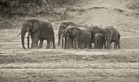 "Elephants on the River Bank"     South Luangwa National Park, Zambia