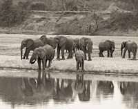 "Elephants at the Luangwa River"     South Luangwa National Park, Zambia