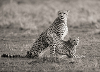 "Cheetah Mother and Cub II"     Masai Mara Game Reserve, Kenya