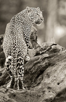 "Male Leopard at the Edge of the Forest (Looking out into the Plain)"     Masai Mara Game Reserve, Kenya
