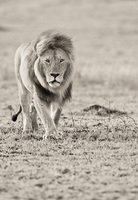 "Male Lion Patrolling the Mara II"     Masai Mara Game Reserve, Kenya