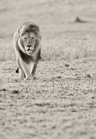 "Male Lion Patrolling the Mara I"     Masai Mara Game Reserve, Kenya