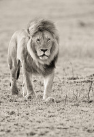 "Male Lion Patrolling the Mara III"     Masai Mara Game Reserve, Kenya