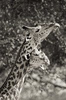 "Giraffe 'Dance'"     South Luangwa National Park, Zambia