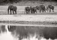 "Elephant Herd Approaching the River"     South Luangwa National Park, Zambia