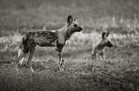 "African Wild Dogs"     South Luangwa National Park, Zambia