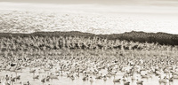 "Snow Goose Wave Incoming"     Bosque del Apache NWR, New Mexico