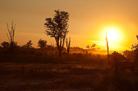 "Afternoon Game Drive"     South Luangwa National Park, Zambia