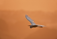 All Images and Content Copyright Gero Heine 2005-2010.  All Rights Reserved.