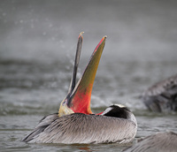 North America - Birds