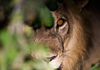 "Lion Eyes"     South Luangwa National Park, Zambia