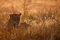 "Lioness in Fading Light"     South Luangwa National Park, Zambia