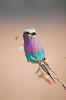 All Images and Content Copyright Gero Heine 2005-2010.  All Rights Reserved.