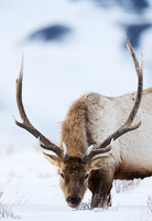 "Bull Elk Feeding on Blacktail Plateau"     Yellowstone National Park, Wyoming