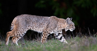 "Bobcat"     Santa Cruz Mountains, California
