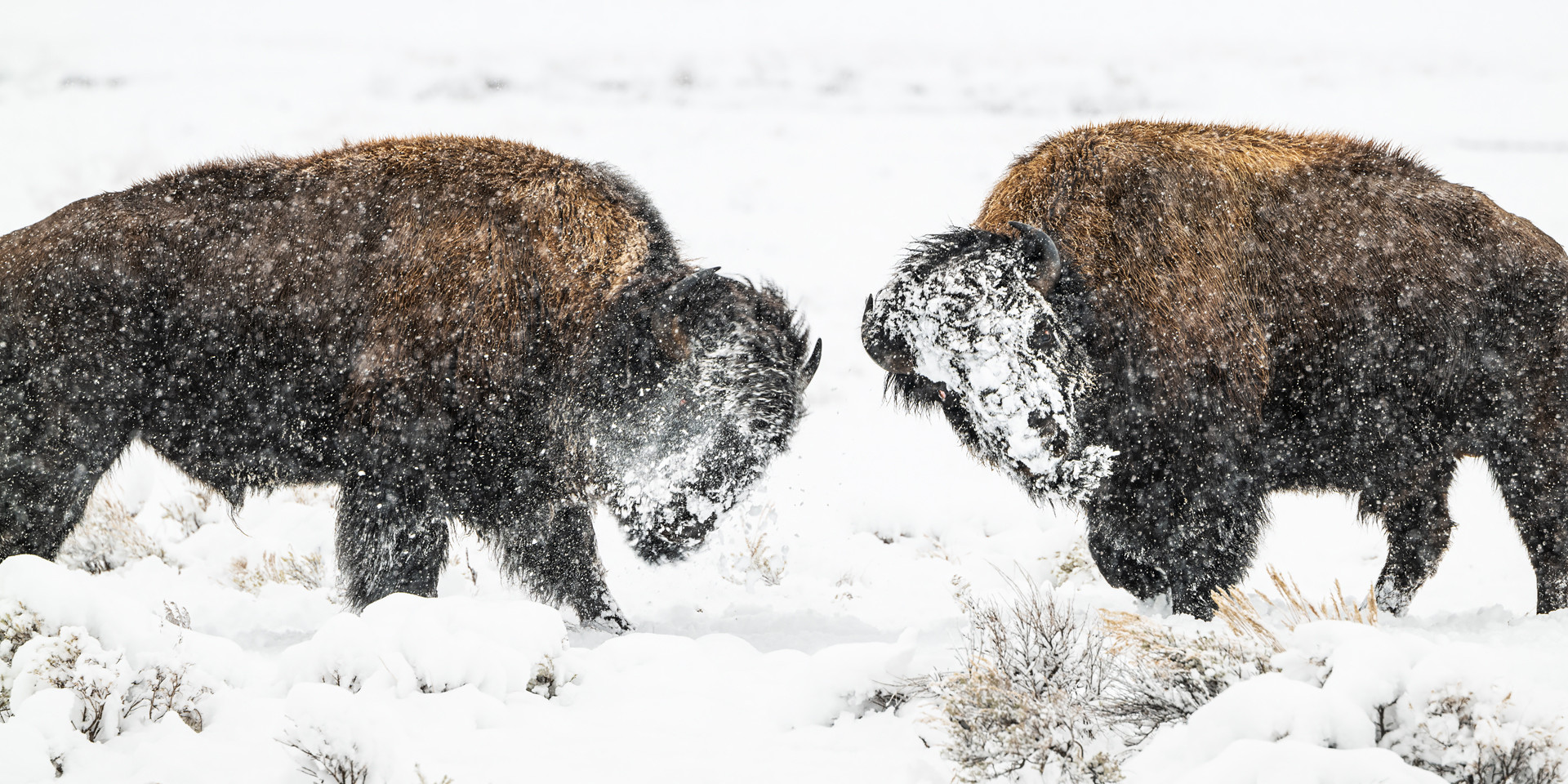 North America Bison Gero Heine Photography Fine Art Wildlife Nature Landscape Color Black White Sepia Photography From Africa India California And The Western U S